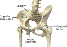 Hip Anatomy